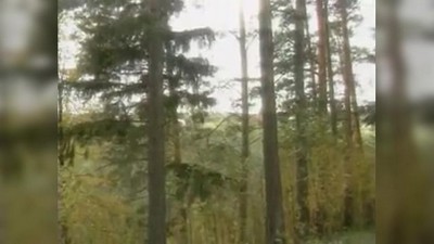 Деревенское, Фильмы