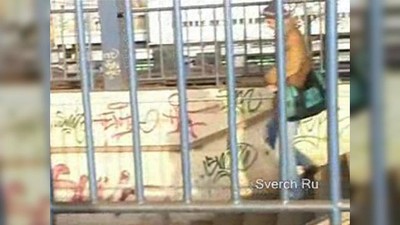 БДСМ, В поезде, Кунилингус, Писсинг, Фемдом, Лесбиянки